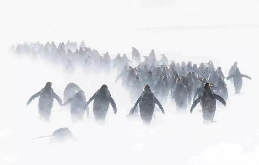 La belleza y el poder del océano en las fotos de los ganadores de los Premios Ocean Photography 2020