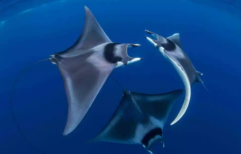 La belleza y el poder del océano en las fotos de los ganadores de los Premios Ocean Photography 2020