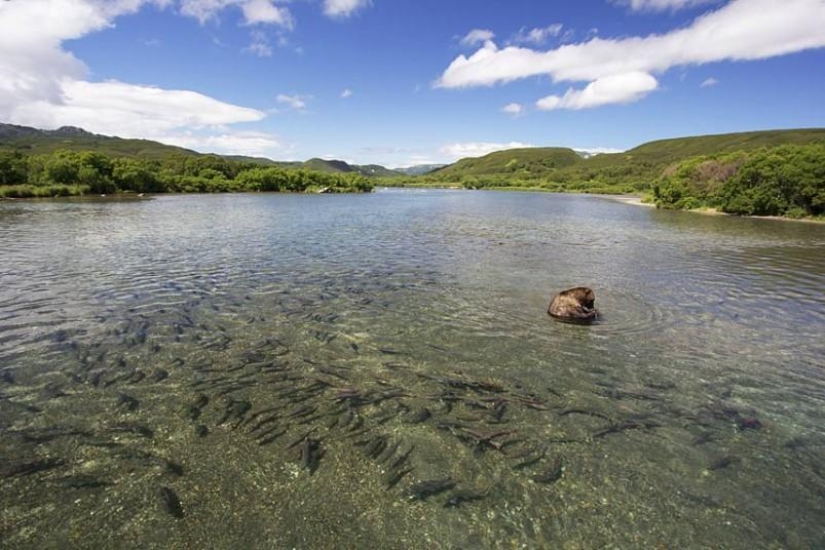 La caza del salmón del Oso pardo en el Lejano Oriente ruso La caza del salmón del Oso pardo en el Lejano Oriente ruso