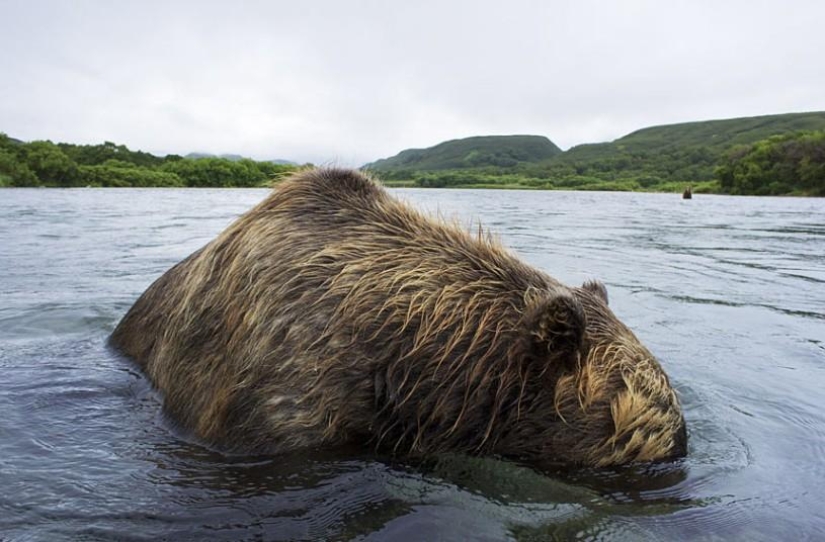 La caza del salmón del Oso pardo en el Lejano Oriente ruso La caza del salmón del Oso pardo en el Lejano Oriente ruso
