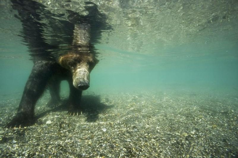 La caza del salmón del Oso pardo en el Lejano Oriente ruso La caza del salmón del Oso pardo en el Lejano Oriente ruso