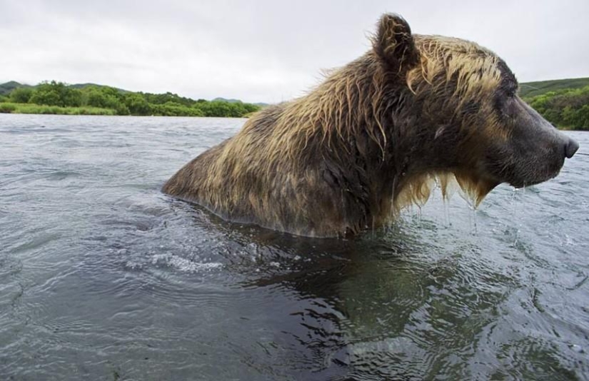 La caza del salmón del Oso pardo en el Lejano Oriente ruso La caza del salmón del Oso pardo en el Lejano Oriente ruso