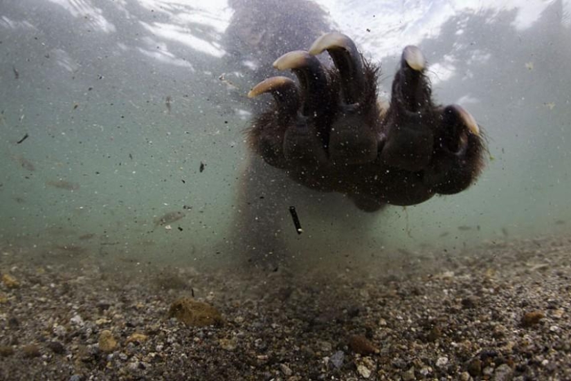 La caza del salmón del Oso pardo en el Lejano Oriente ruso La caza del salmón del Oso pardo en el Lejano Oriente ruso