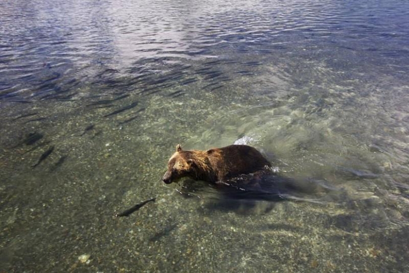 La caza del salmón del Oso pardo en el Lejano Oriente ruso La caza del salmón del Oso pardo en el Lejano Oriente ruso