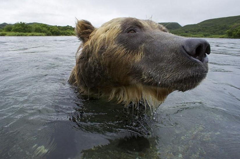 La caza del salmón del Oso pardo en el Lejano Oriente ruso La caza del salmón del Oso pardo en el Lejano Oriente ruso