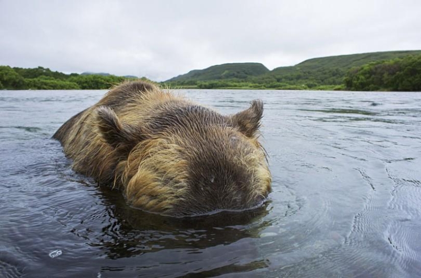 La caza del salmón del Oso pardo en el Lejano Oriente ruso La caza del salmón del Oso pardo en el Lejano Oriente ruso