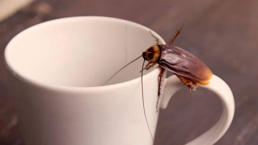 La cucaracha de la leche es el elixir de la salud