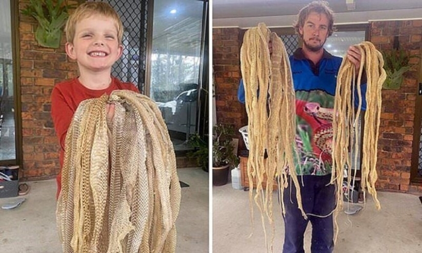 La familia se horrorizó al encontrar 50 pieles de serpiente en el ático, pero no da miedo en absoluto La familia se horrorizó al encontrar 50 pieles de serpiente en el ático, pero no da miedo en absoluto