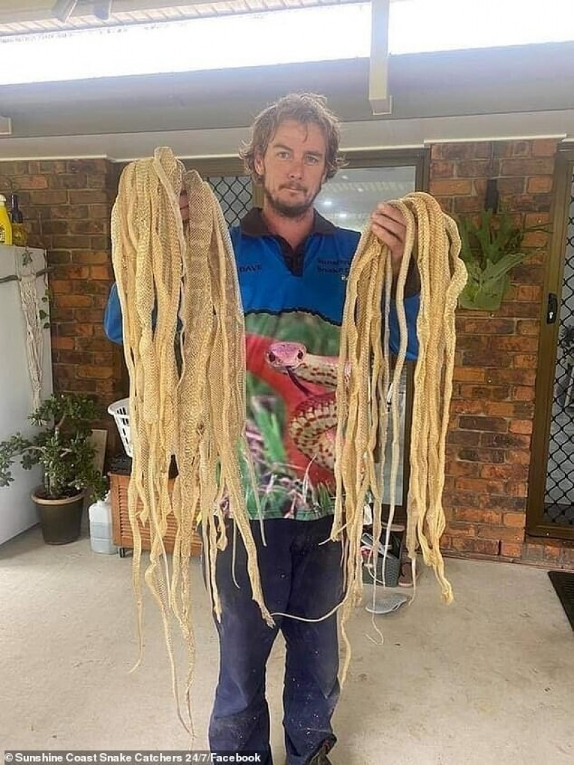 La familia se horrorizó al encontrar 50 pieles de serpiente en el ático, pero no da miedo en absoluto La familia se horrorizó al encontrar 50 pieles de serpiente en el ático, pero no da miedo en absoluto