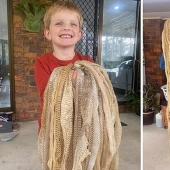 La familia se horrorizó al encontrar 50 pieles de serpiente en el ático, pero no da miedo en absoluto