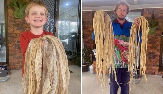 La familia se horrorizó al encontrar 50 pieles de serpiente en el ático, pero no da miedo en absoluto