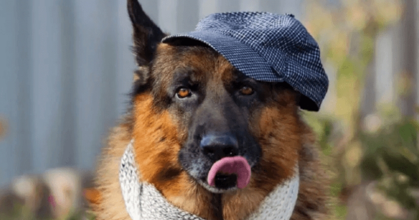 La historia de Gunther el perro, que heredó los millones de la amante, resultó ser una falsificación