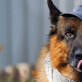 La historia de Gunther el perro, que heredó los millones de la amante, resultó ser una falsificación