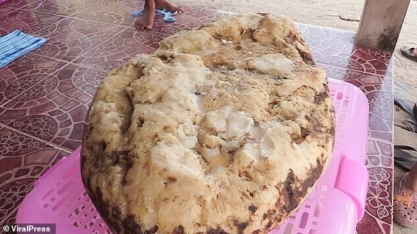 La mujer se encuentra en la playa vómito de ballena que ella podría hacer más de un cuarto de millón de dólares La mujer se encuentra en la playa vómito de ballena que ella podría hacer más de un cuarto de millón de dólares