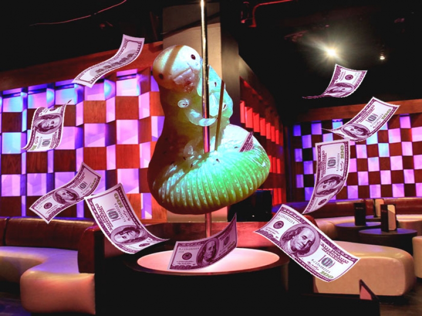 La oruga se ha convertido en una estrella de Internet