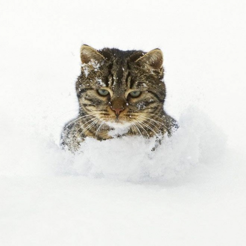 La reacción de los gatos en la primera nieve: 25 fotos que te levante el ánimo