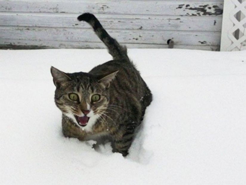 La reacción de los gatos en la primera nieve: 25 fotos que te levante el ánimo