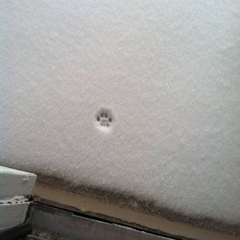 La reacción de los gatos en la primera nieve: 25 fotos que te levante el ánimo