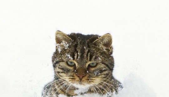 La reacción de los gatos en la primera nieve: 25 fotos que te levante el ánimo