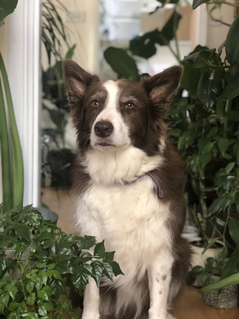 La selva está llamando: cómo vivir en un apartamento lleno de plantas de interior
