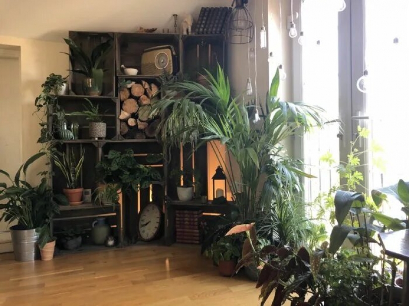 La selva está llamando: cómo vivir en un apartamento lleno de plantas de interior
