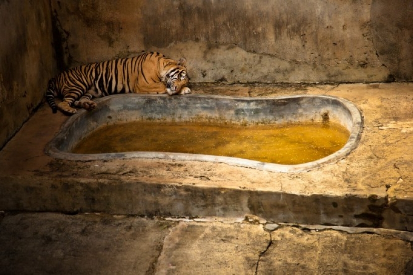 La vida real de los animales en los zoológicos.