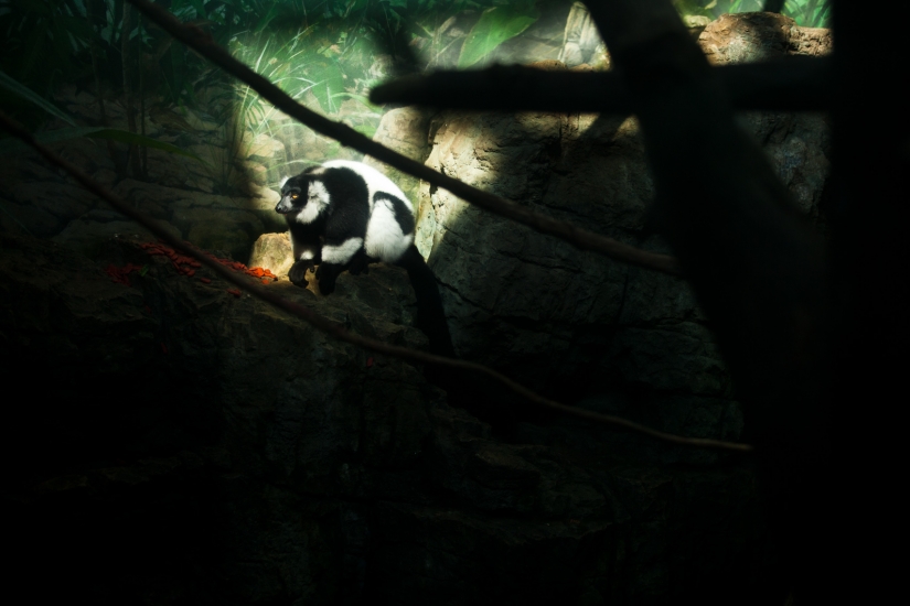 La vida real de los animales en los zoológicos.