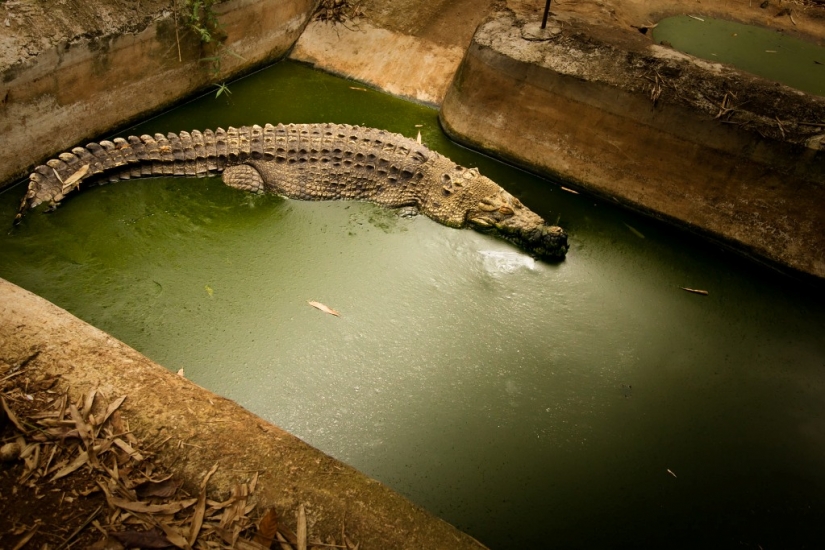 La vida real de los animales en los zoológicos.