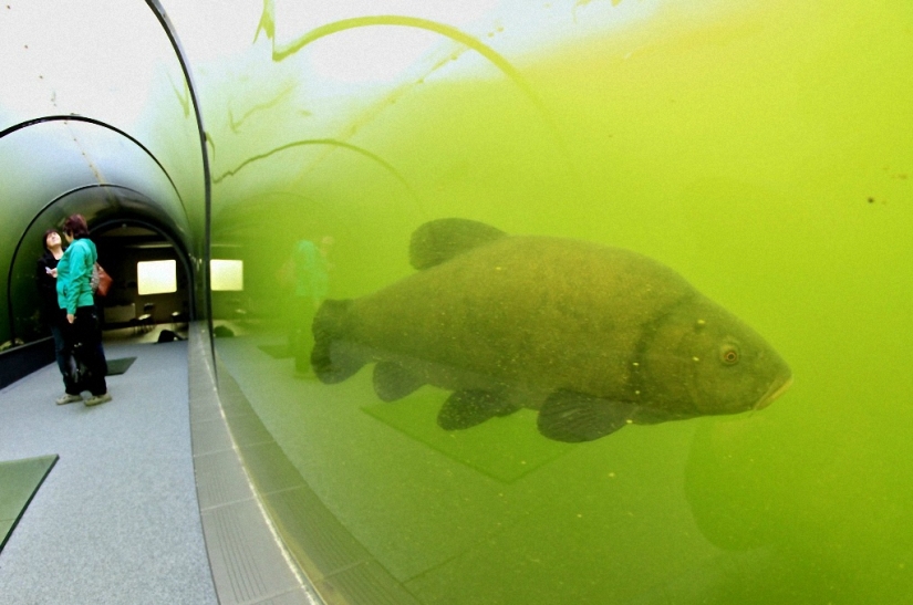 Lago directamente arriba