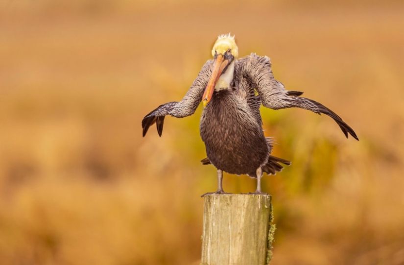 Las 22 fotos más divertidas de los ganadores de los Comedy Wildlife Photo Awards 2021
