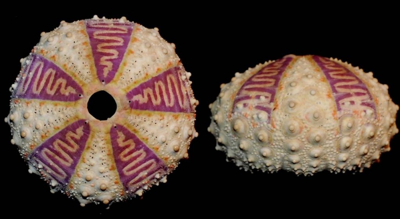 Las cosas más extrañas vendidas o vendidas en eBay