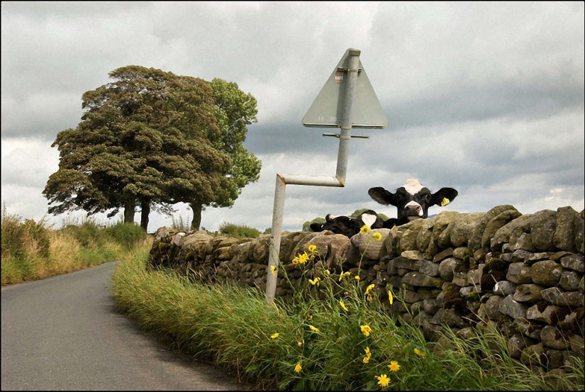 Las divertidas fotos callejeras de Niels Jorgensen Las divertidas fotos callejeras de Niels Jorgensen