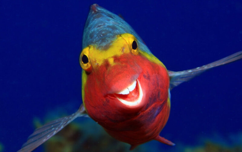 Las fotos más divertidas de animales salvajes de los finalistas de los Comedy Wildlife Photography Awards 2020