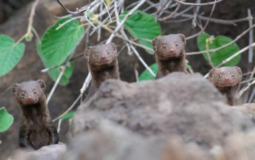 Las fotos más divertidas de animales salvajes de los finalistas de los Comedy Wildlife Photography Awards 2020