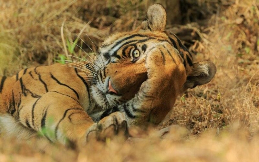 Las fotos más divertidas de animales salvajes de los finalistas de los Comedy Wildlife Photography Awards 2020