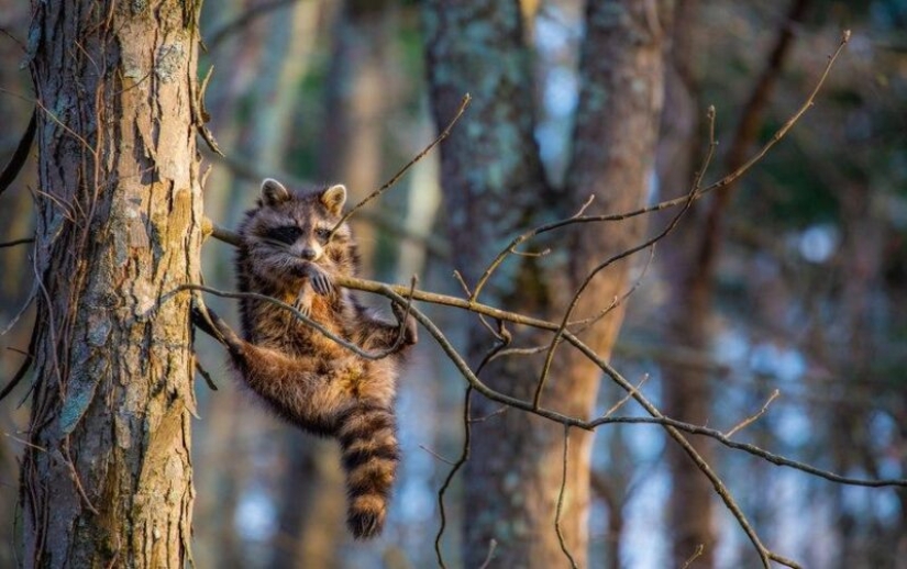 Las fotos más divertidas de animales salvajes de los finalistas de los Comedy Wildlife Photography Awards 2020