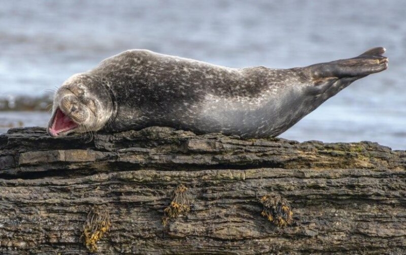 Las fotos más divertidas de animales salvajes de los finalistas de los Comedy Wildlife Photography Awards 2020