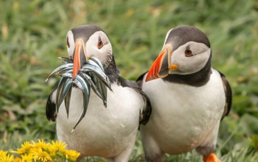 Las fotos más divertidas de animales salvajes de los finalistas de los Comedy Wildlife Photography Awards 2020