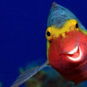 Las fotos más divertidas de animales salvajes de los finalistas de los Comedy Wildlife Photography Awards 2020