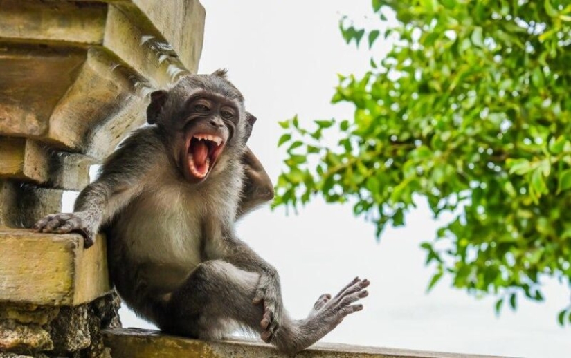 Las fotos más divertidas de animales salvajes de los finalistas de los Comedy Wildlife Photography Awards 2020