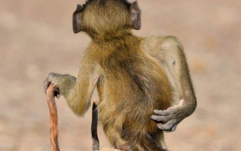 Las fotos más divertidas de animales salvajes de los finalistas de los Comedy Wildlife Photography Awards 2020