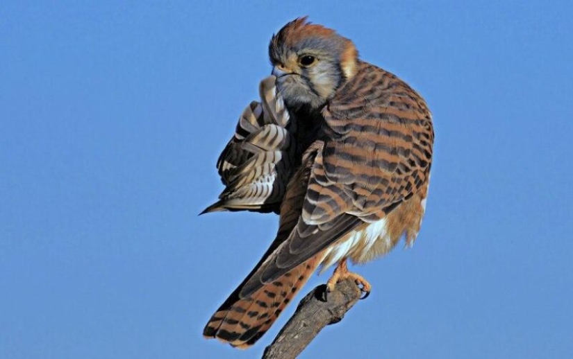 Las fotos más divertidas de animales salvajes de los finalistas de los Comedy Wildlife Photography Awards 2020