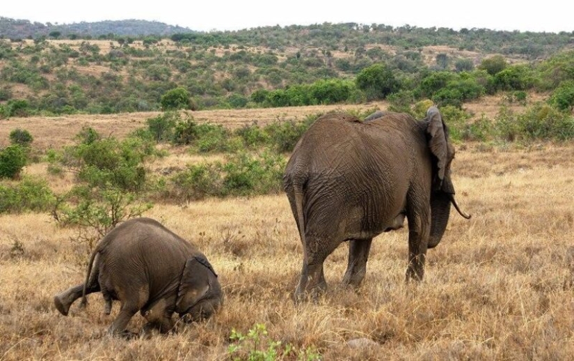 Las fotos más divertidas de animales salvajes de los finalistas de los Comedy Wildlife Photography Awards 2020