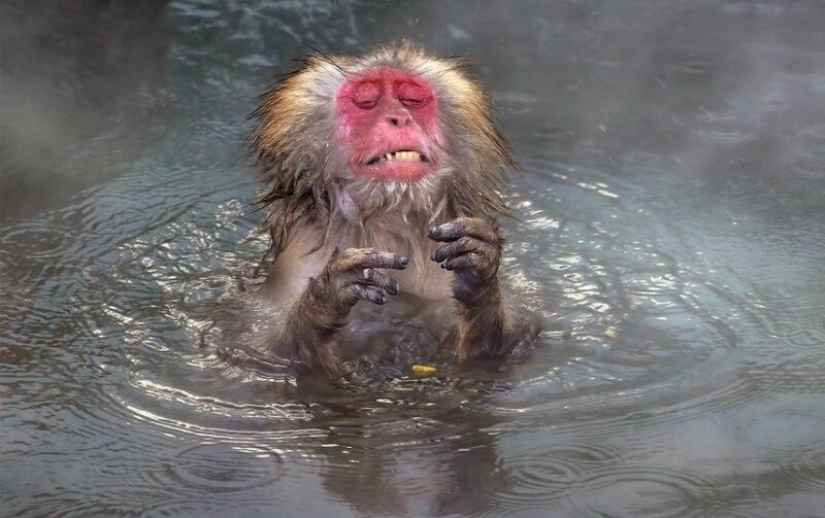 Las fotos más divertidas de animales salvajes de los finalistas de los Comedy Wildlife Photography Awards 2020