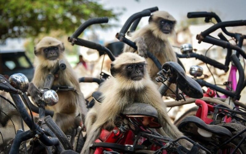 Las fotos más divertidas de animales salvajes de los finalistas de los Comedy Wildlife Photography Awards 2020