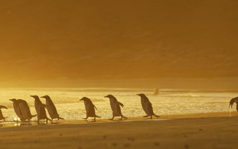 Las fotos más divertidas de animales salvajes de los finalistas de los Comedy Wildlife Photography Awards 2020