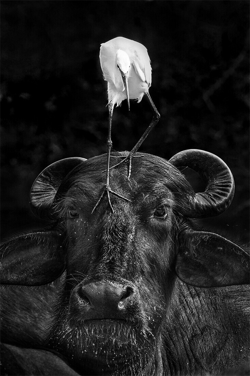 Las mejores fotos del concurso de fotografía monocromática MonoVisions Photography Awards 2021 Las mejores fotos del concurso de fotografía monocromática MonoVisions Photography Awards 2021