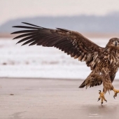 Las mejores imágenes divertidas de la vida silvestre