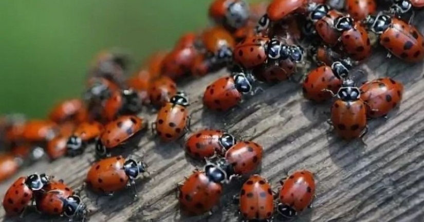 Las playas de Anapa están asediadas por hordas de mariquitas