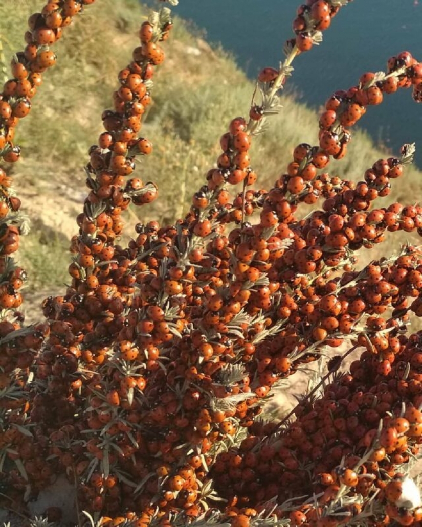 Las playas de Anapa están asediadas por hordas de mariquitas